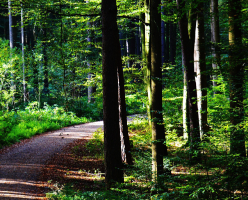 Weg, der durch einen gründen Wald führt (Bild-Copyright: Alexas Fotos - via Pixabay)